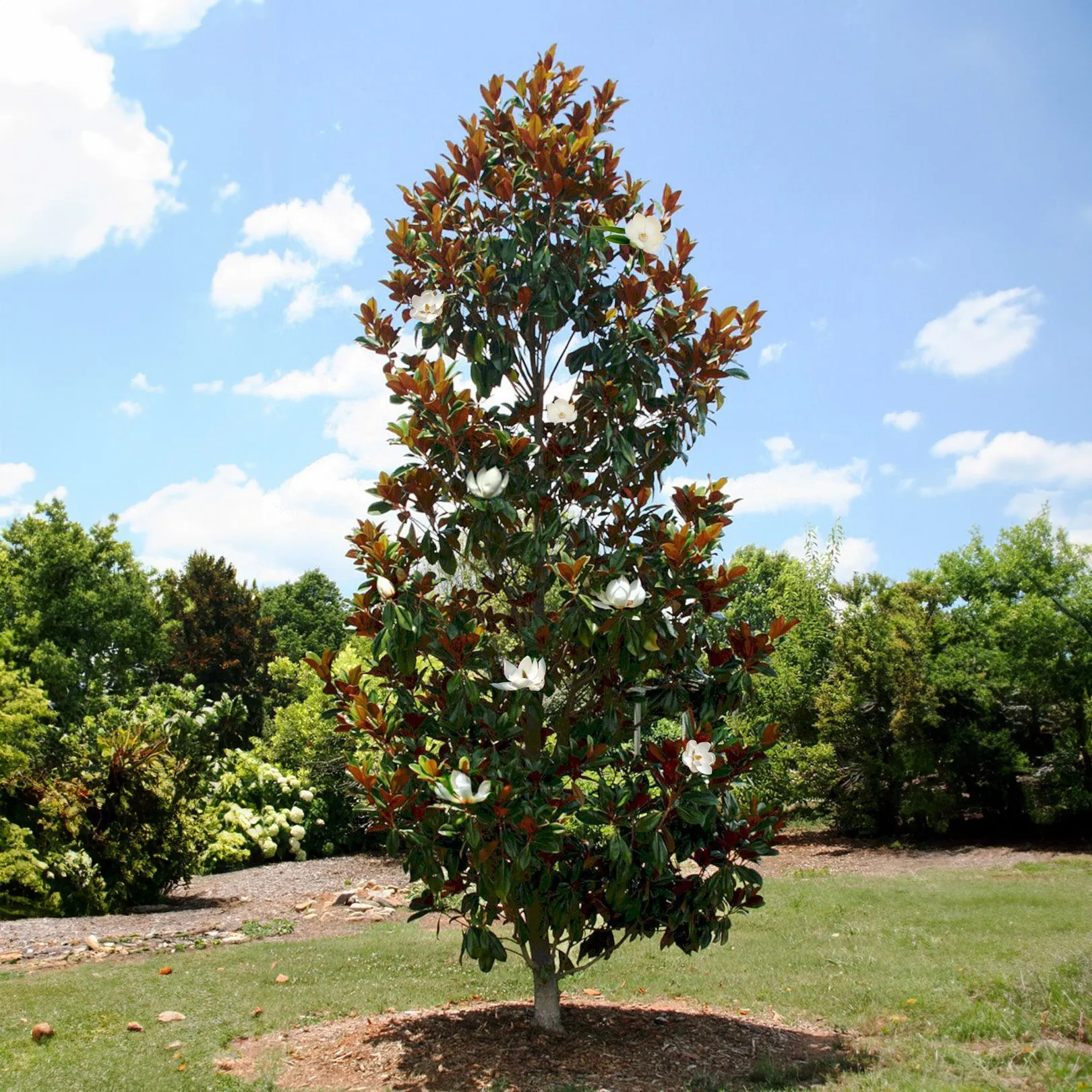 Little Gem Magnolia Tree