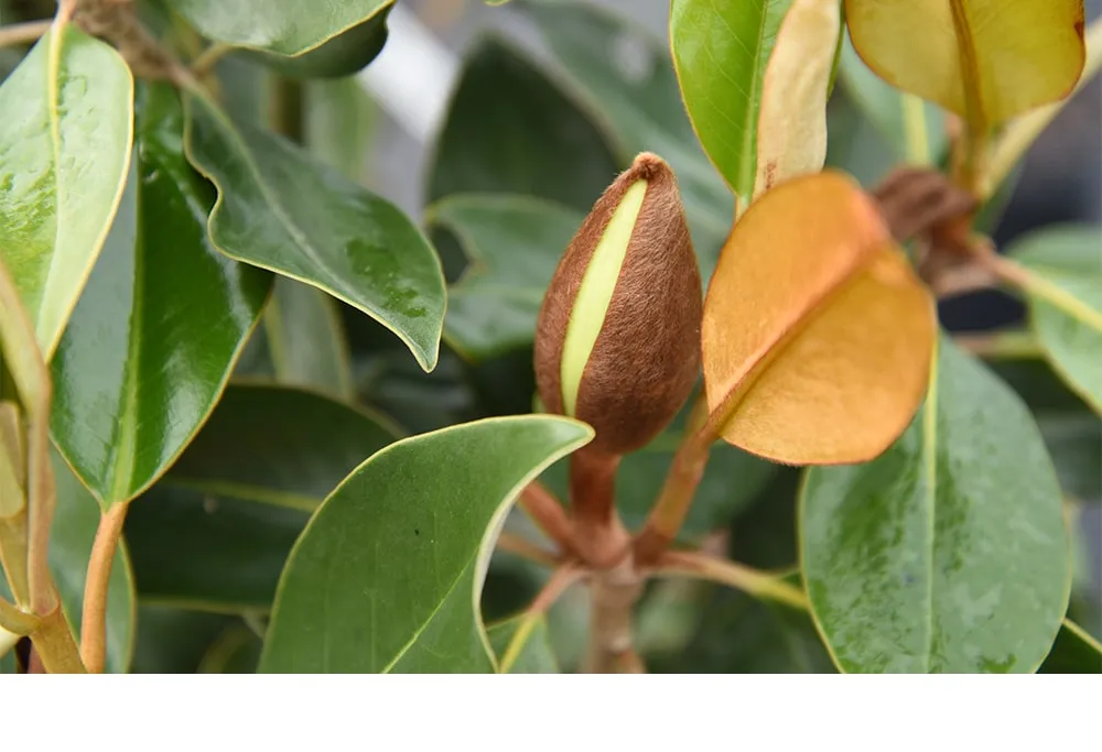 Little Gem Magnolia Tree