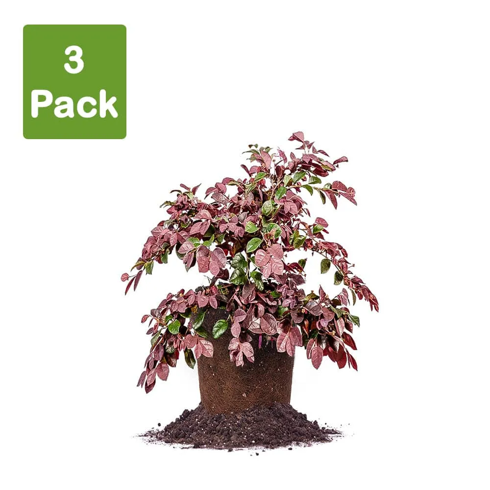 Loropetalum Ruby Chinese Fringe Flower Shrub