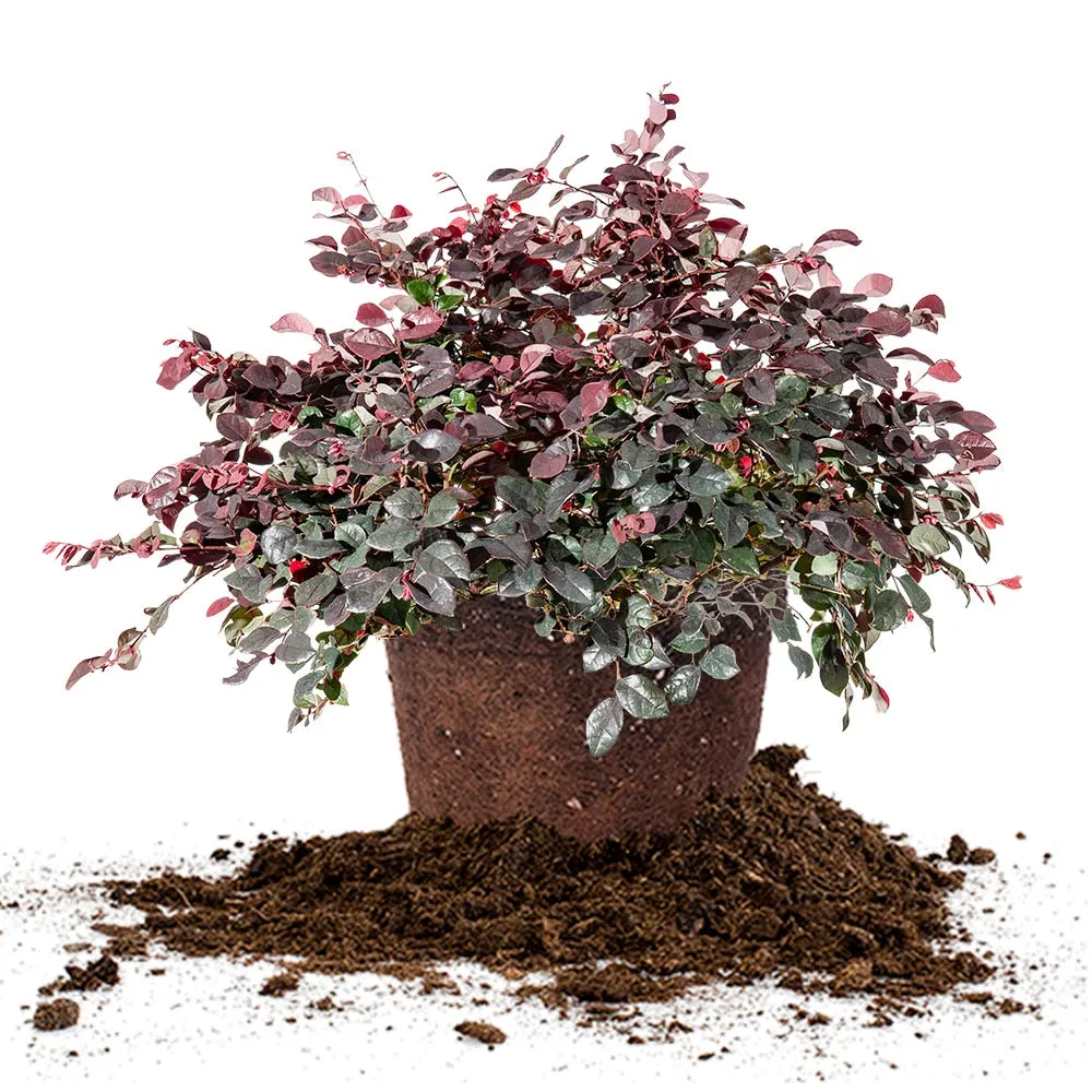 Loropetalum Ruby Chinese Fringe Flower Shrub