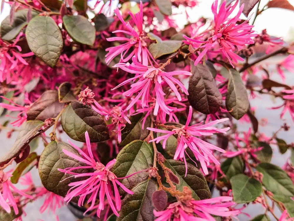 Loropetalum Ruby Chinese Fringe Flower Shrub