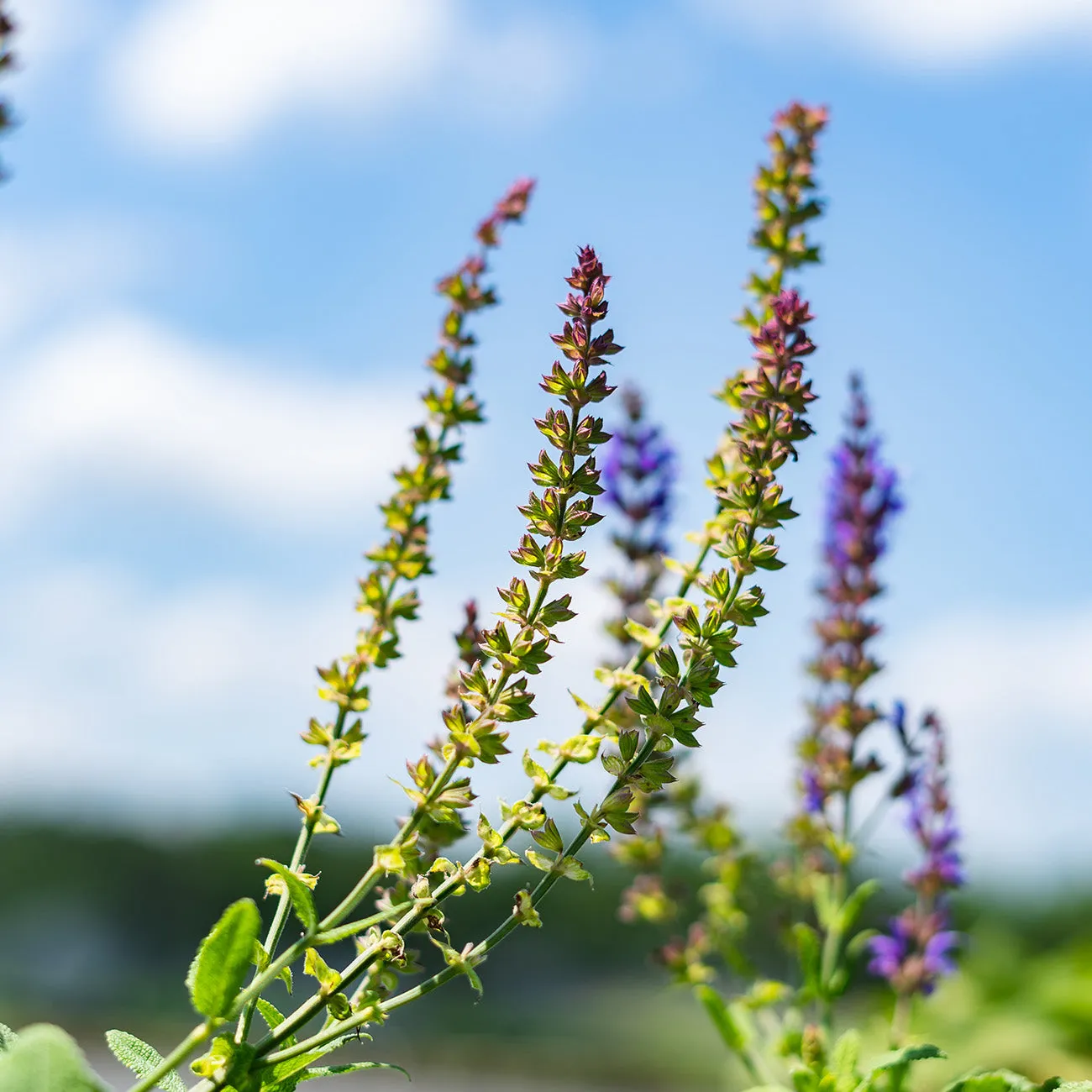 May Night Salvia