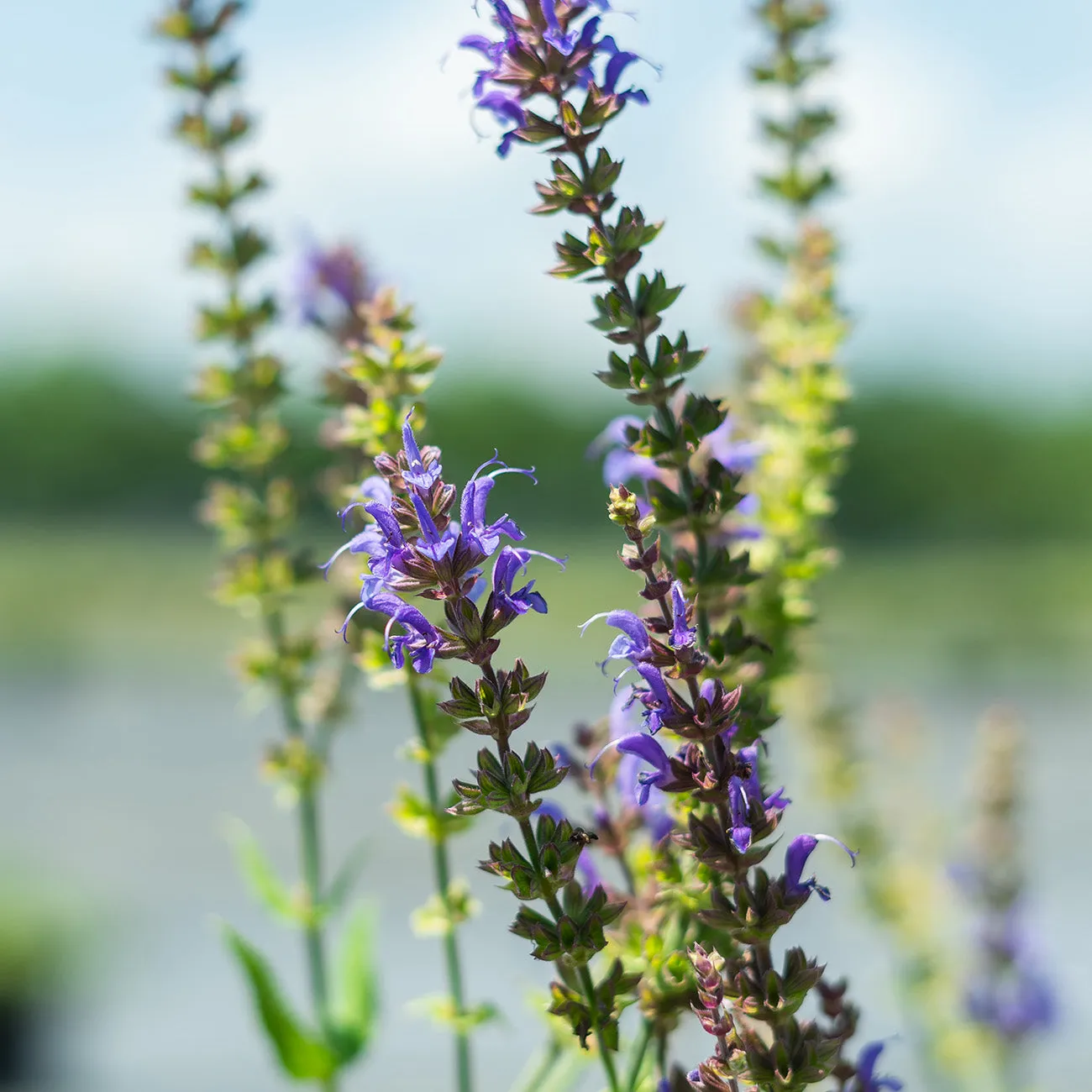 May Night Salvia