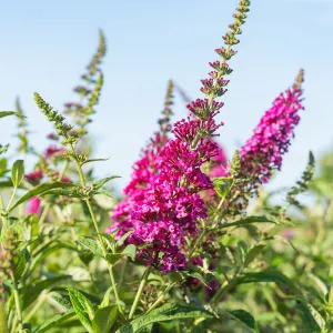 Miss Molly Butterfly Bush