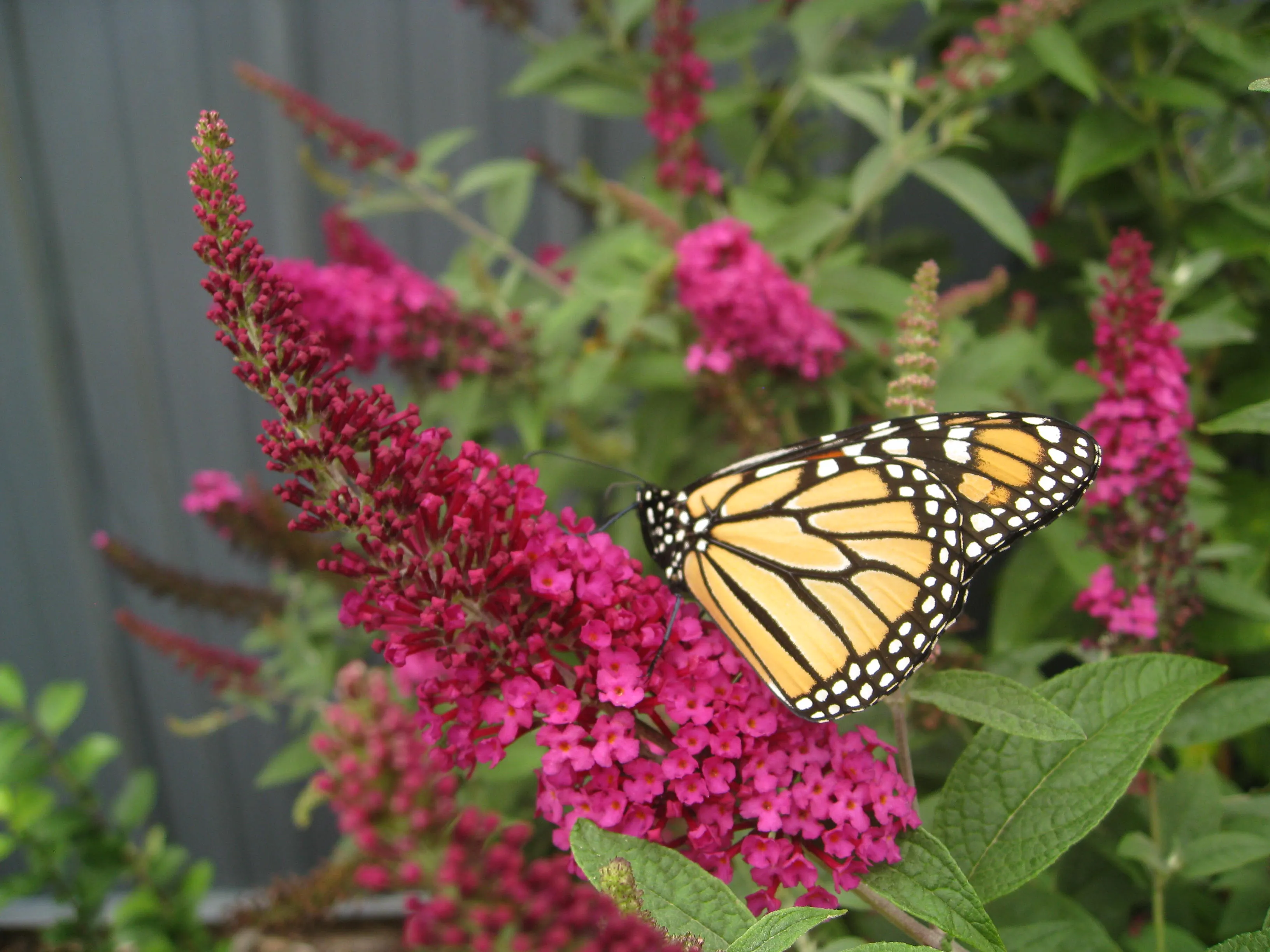 Miss Molly Butterfly Bush