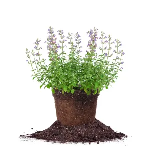 Nepeta Walker's Low Catmint