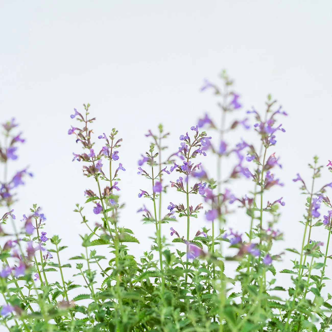 Nepeta Walker's Low Catmint