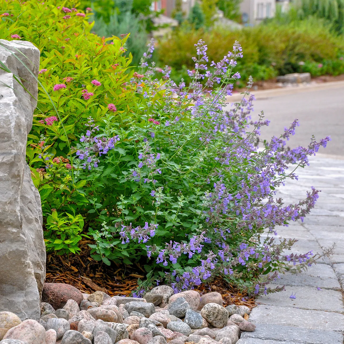 Nepeta Walker's Low Catmint