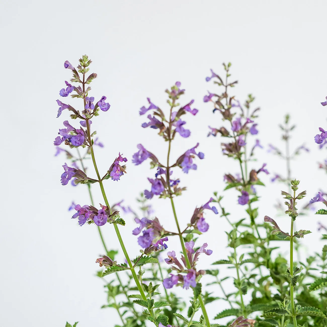 Nepeta Walker's Low Catmint