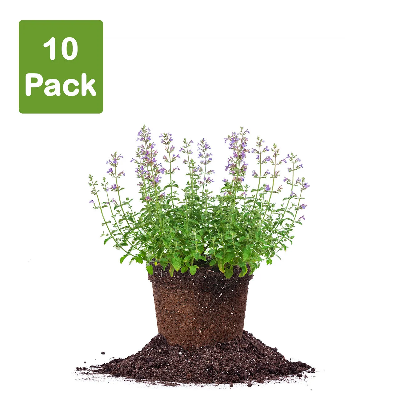 Nepeta Walker's Low Catmint