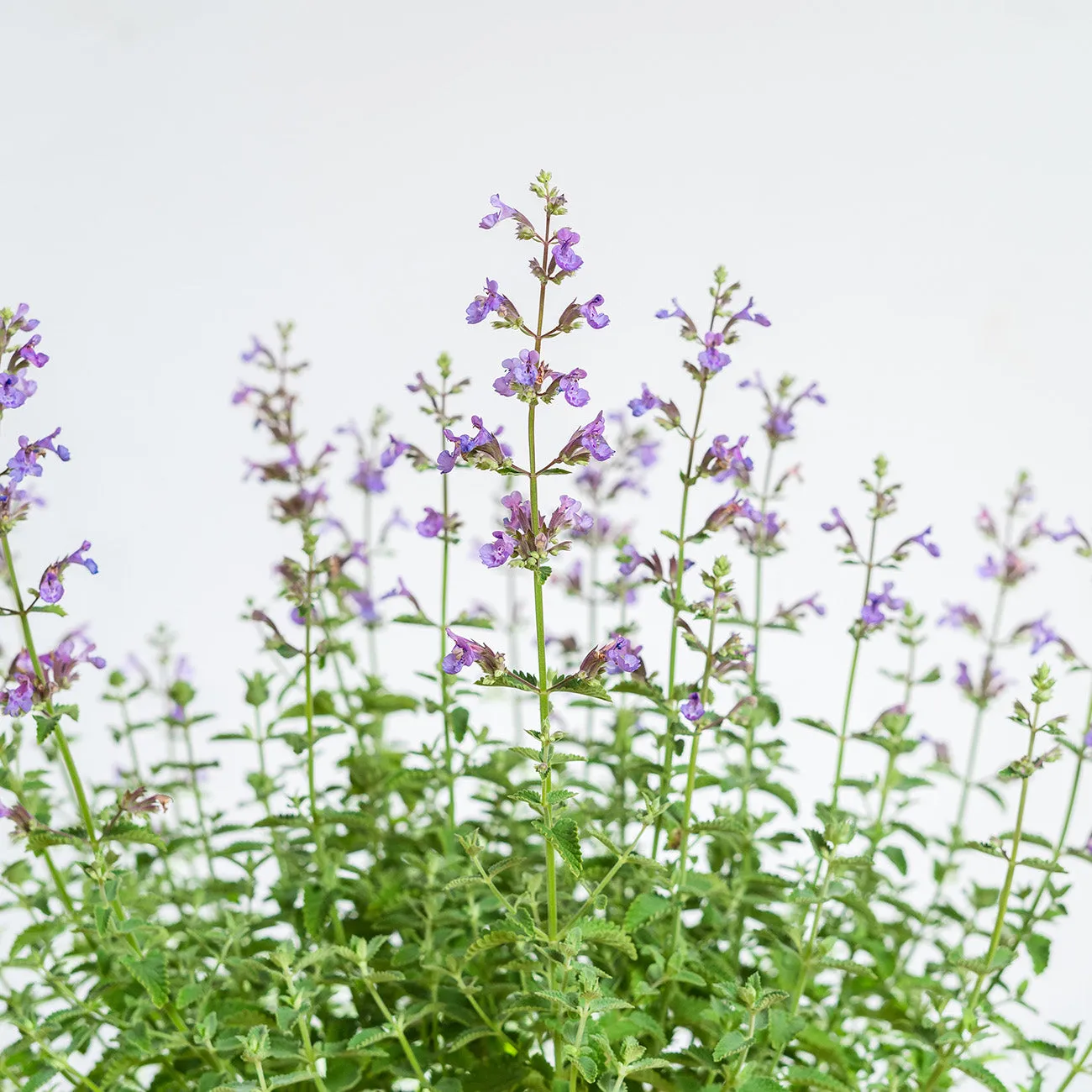 Nepeta Walker's Low Catmint