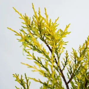 Old Gold Juniper Shrub