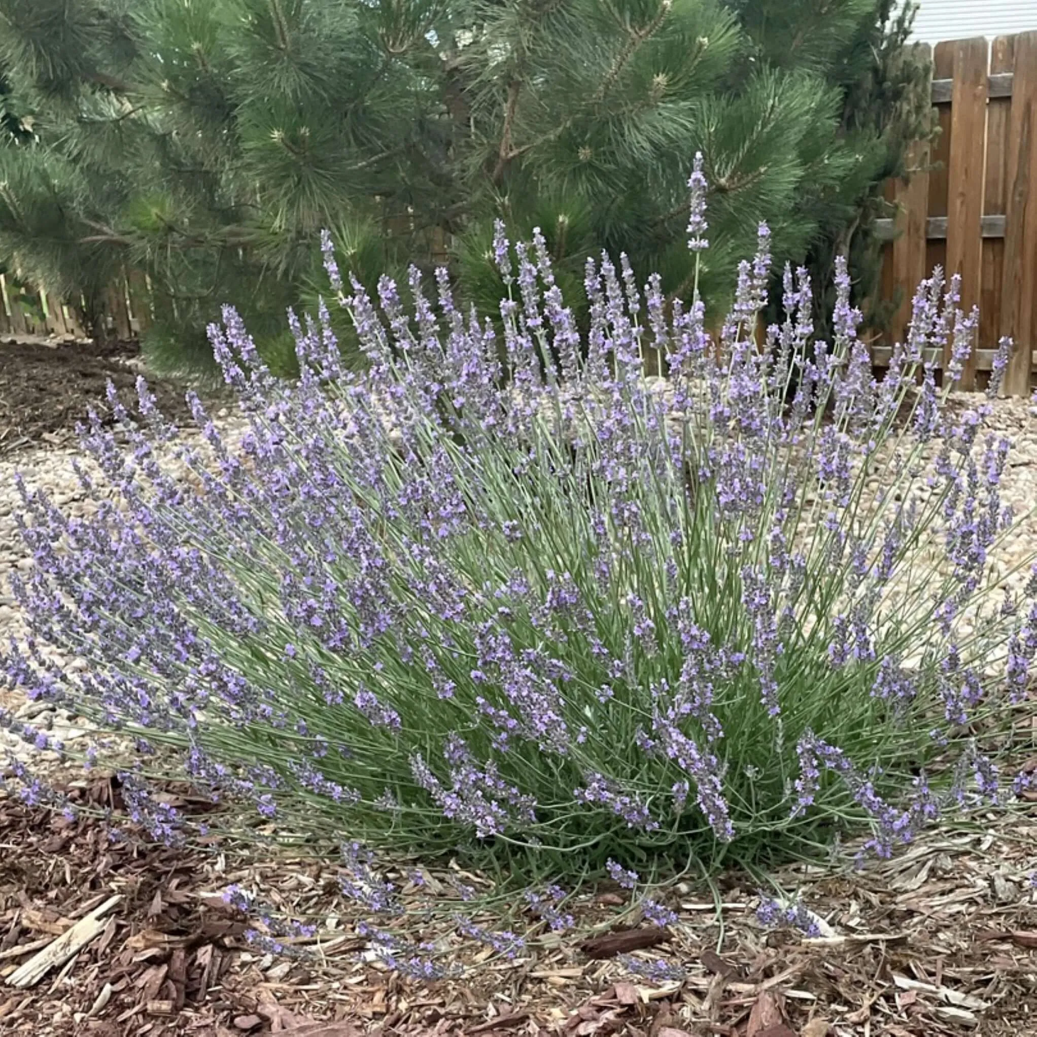 Phenomenal Lavender