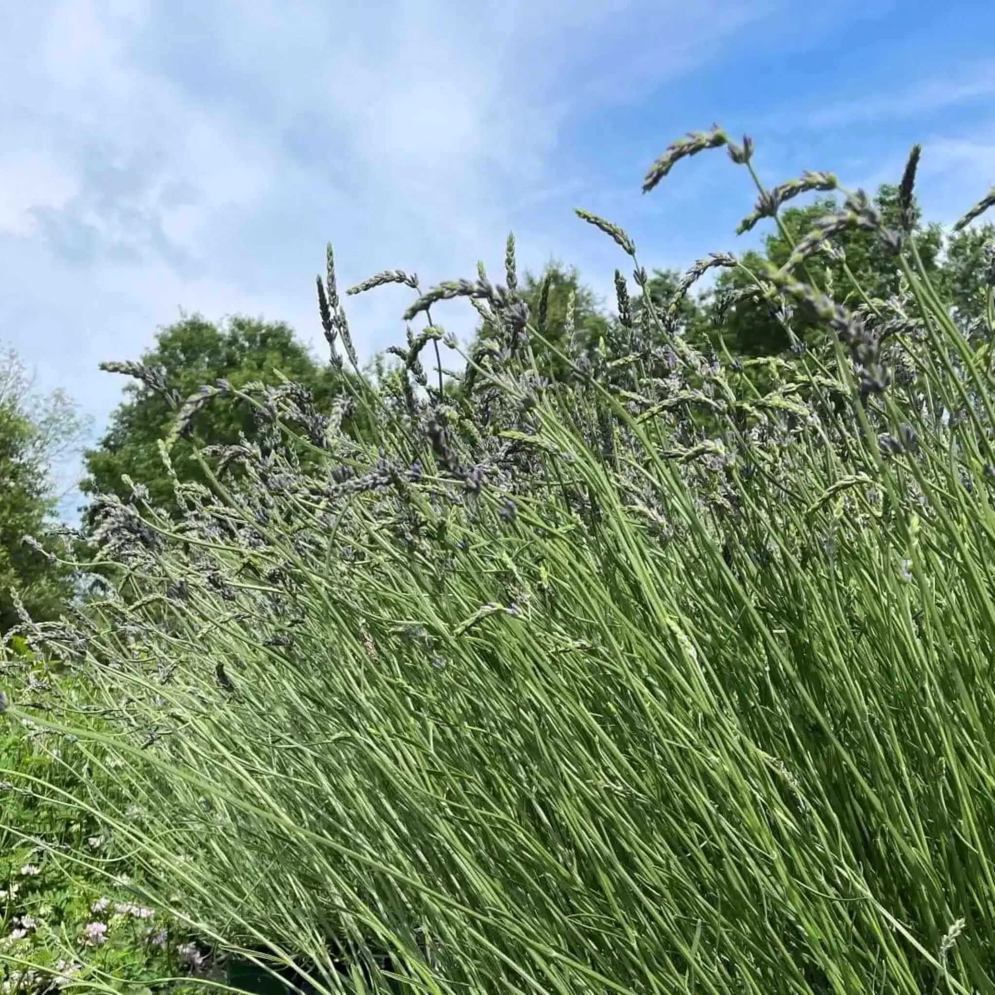 Phenomenal Lavender