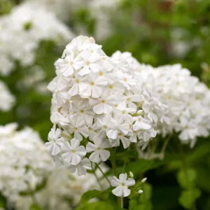 Phlox paniculata Early White 2L