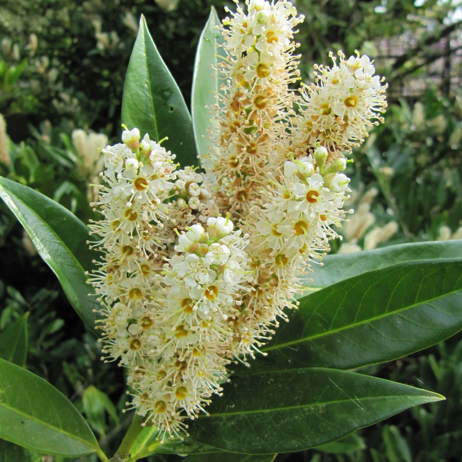 Prunus lauro. 'Otto Luyken' - Otto Luyken Cherry Laurel