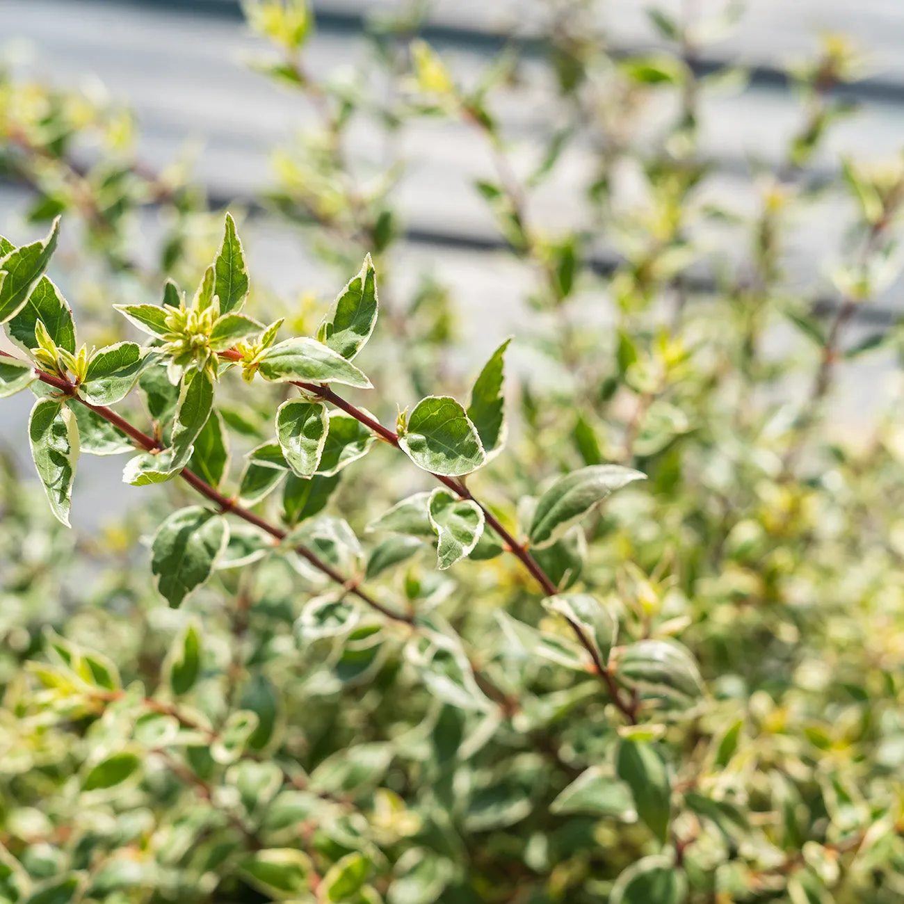 Radiance Abelia Shrub