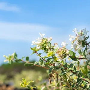 Radiance Abelia Shrub