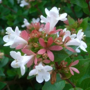 Rose Creek Abelia