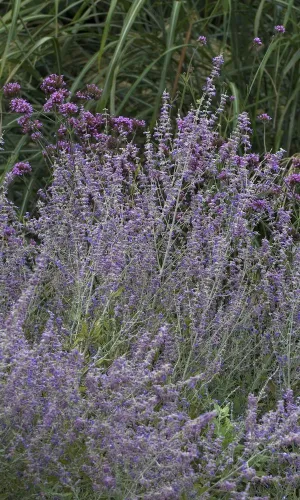 Russian Sage - Perovskia atriplicifolia ‘Little Spire’