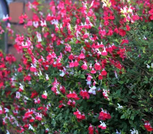 Salvia 'Hot Lips' 1L/2L