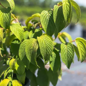 Shasta Viburnum Shrub