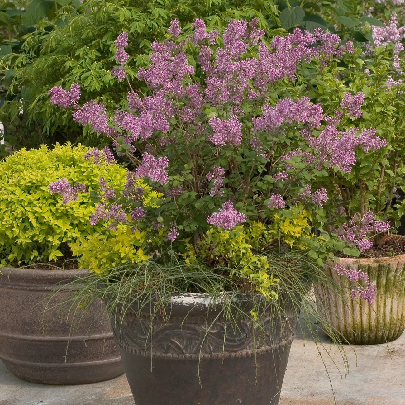 Syringa Bloomerang® Dark Purple Lilac Bush