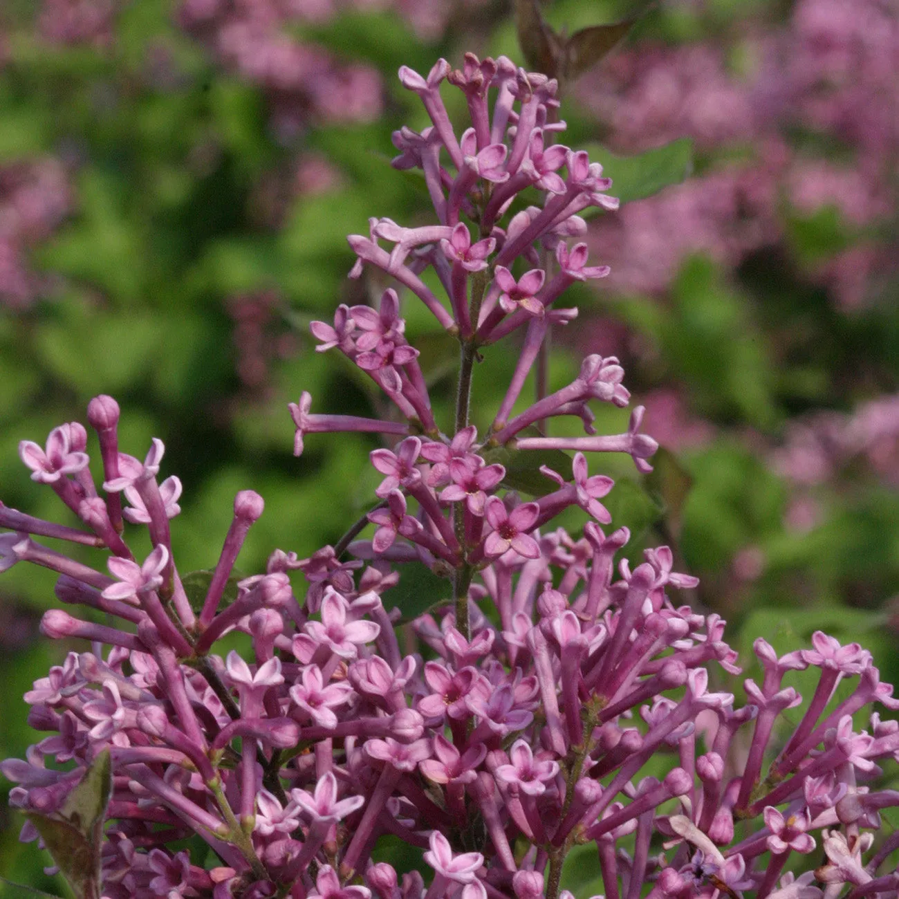 Syringa Bloomerang® Dark Purple Lilac Bush