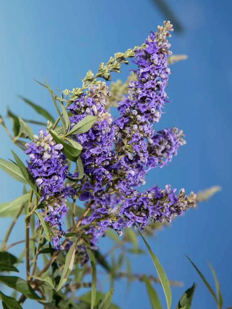 Vitex - First Editions® Delta Blues™