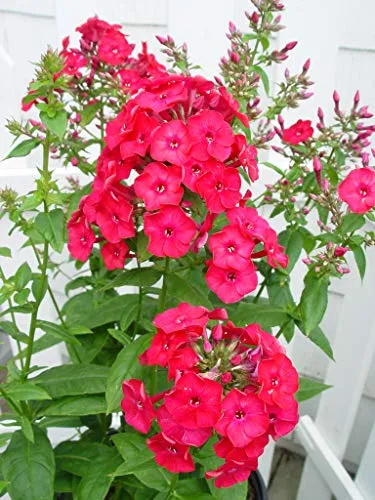 Volcano® Ruby Garden Phlox