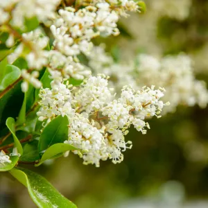 Waxleaf Ligustrum