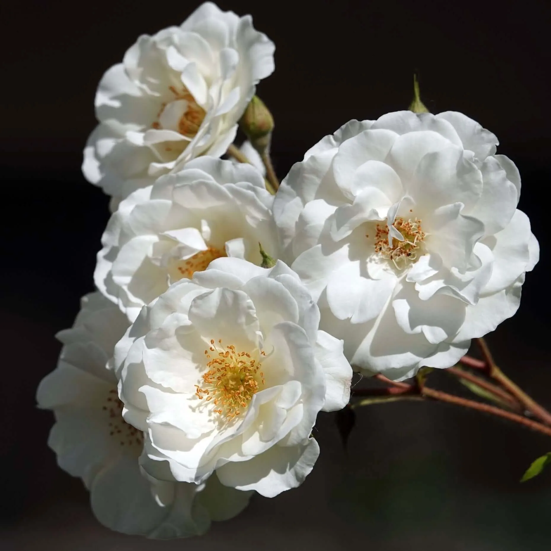 White Flower Carpet Groundcover Rose