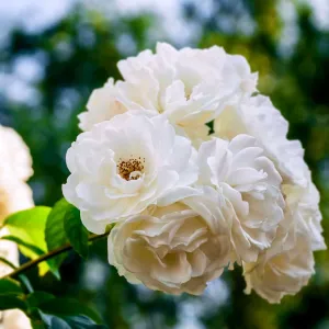 White Flower Carpet Groundcover Rose