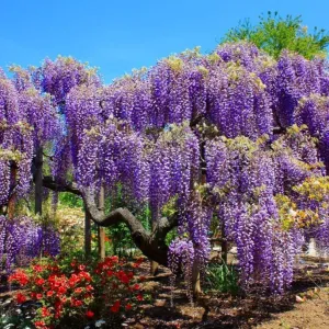 Wisteria Tree